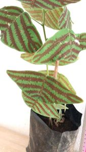 ต้นผีเสื้อภูเขา ต้นผีเสื้อราตรี รากแข็งแรง (ราคาต้นเล็ก 100 ต้นใหญ่ 150)