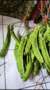 pete / petai tua segar 10 lonjor dipetik langsung dadakan