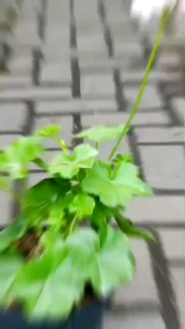 tanaman hias bunga gantung geranium  pink tanaman berbunga pink