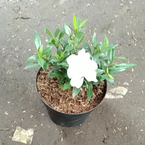 Tanaman Hias Gardenia Mini & Kacapiring Mini: Dekorasi Interior yang Cantik