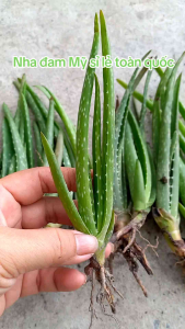 1kg bẹ nha đam nha đam Mỹ giống