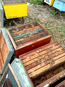 Hazel Honey Bee~Madu Tanpa Campuran 100% Murni