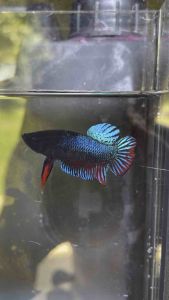 ปลาหม้อเทศ 3 ตัว 1000  คมมาก พุงขี้ หน้าซอก ปาก คัดผ่านบ่อน