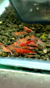 Cherry Shrimp - Neocaridina Shrimp 10 free 1 / 20 free 3