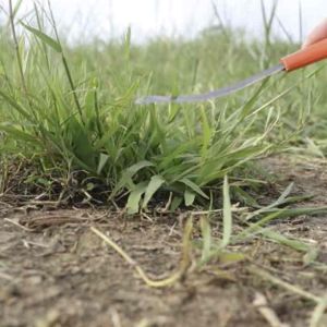 เคียวดายหญ้า มีดโค้ง คม น้ำหนักเบา แรงน้อย ราคา ลด ใช้แรงเท้าน้อย นำเข้าจากไต้หวัน