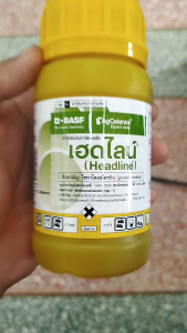 เฮดไลน์ พราโคลสโตรบิน 250 ซีซี (pyraclostrobin) - ยาเชื้อรา ใบลาย โรคยางไหล โรคใบจุดสีม่วง แอนแทรคโนส โรคใบไหม้แผลใหญ่