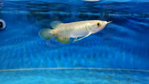 Super Golden HighBack Arowana Aquarium ornamental fish with Golden Blue iridescent scales and red fins and tail