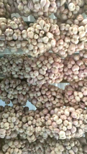 หอมเเบ่งพันธุ์ลับเเล 1 กิโลกรัม หอมเเบ่ง พร้อมปลูก หอมเเบ่งราคาถูก คัดพิเศษเกรด A  หัวสวย หัวเเน่น ไม่ลีบ ไม่ฝ่อ พันธุ์หอมเเบ่ง คุณภาพดี