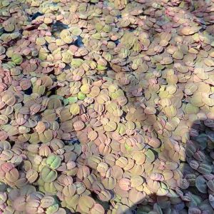 [READY STOCK] Red Root Floaters Plant /Kiambang Akar Merah (Phyllanthus fluitans) / tumbuhan air/ Aquarium water plant