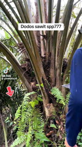 DODOS SPP 777 TANPA ASAH