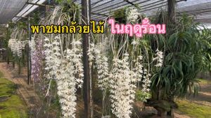 กล้วยไม้โอโน่เผือกและโอโน่ชมพู ดอกหอมมากๆ ต้นสวยกว่าในรูปมาก