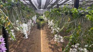 เอื้องสายโอโนมานูชมพูหรือ สายหลวงฟิลิปปินส์ ไม้นิ้วและต้นใหญ่ชื่อสามัญ Dendrobium superbum 1กระถางมี3ลำขึ้นไป สายหลวงฟิลิปปินส์ ดอก สายหลวงฟิลิปปินส์ ราคา - Lazada