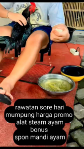Alat Steam Ayam Bangkok Electrik Stim Ayam Alat Stim Untuk Mandi Ayam