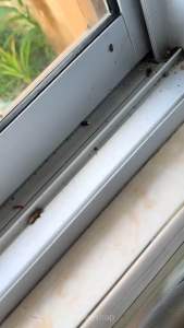 Ant & Cockroach Killer | 3rd Generation Pest Bait | Long Lasting Effect