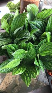 Monstera Peru ( 龟背竹属 )