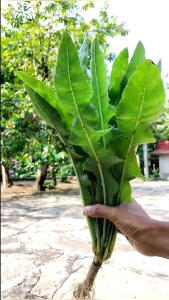 Daun Tempuyung Atau Daun Camawak Segar 500 Gram