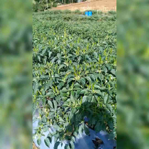 100 BUTIR BIJI BENIH TANAMAN CABE RAWIT HIJAU