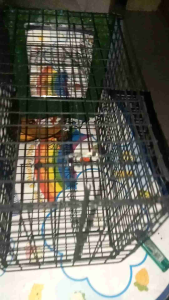 กรงเพนียดแบบกระจก+ลำโพง+เมมโมรี่เสียงนกกวัก" - กระจก ลำโพง เมมโมรี่เสียงนกกวัก