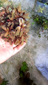 Tanaman Aquascape Ludwigia Glondulosa & Media Wabikusa