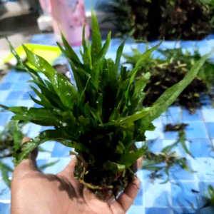 tanaman aquascape kadaka java frem ukuran mini yah kaka 20+25 dawun yah kaka low co2
