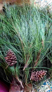 Daun pinus segar per 1 kg