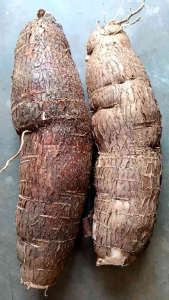 Singkong Kerikil / Singkong Racun Sapikurru untuk Obat Herbal per 1 Kg