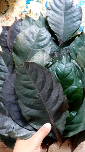 Daun handelem / daun ungu segar per 65 lembar