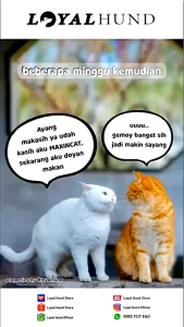 Maxincat Body Fattener Cat 30gr | Penggemuk Kucing Repack 30gr | Penambah Bobot Kucing