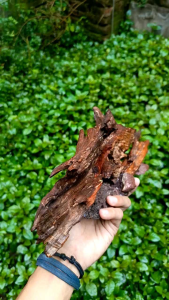 HARDSCAPE KAYU TENGGELAM SIZE L | HIASAN AQUARIUM | AKUATIK | KAYU TENGGELAM