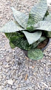 ต้นลิ้นมังกรแคระ ลิ้นมังกรเขียวแคระ ต้นไม้ฟอกอากาศ เพิ่มออกซิเจนในชั้นบรรยากาศได้ดี ไม้ฟร์อมใหญ่ไซส์ตั้งแม่ลูกดก  จัดส่งพร้อมกระถาง 8นิ้ว