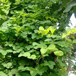 Bibit Kembang Teleng Siap Tanam: Tips dan Trik