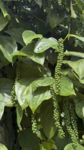 ต้นพริกไทยซีลอน