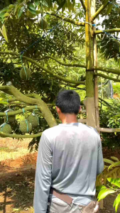 terpopuler bibit tanaman durian duri hitam jaminan asli/BELI 3 GRATIS 1