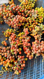 เมล็ดพันธุ์ย่านางแก่จัด 60 เม็ดออกใหม่ปีนี้ปลูกง่ายขึ้นเร็ว