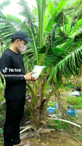 Gói Bù Xè Bỏ Đuông Dừa Bọ Cánh Cứng ( 1 Gói 25 túi 1kg ) Hàng Chất Lượng Cao