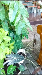 Kursi Tamu Kayu Jati Minimalis Ukir Kursi Madura Ukir Jepara