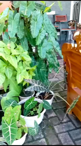 Kursi Tamu Kayu Jati Minimalis Madura Ukir Matahari