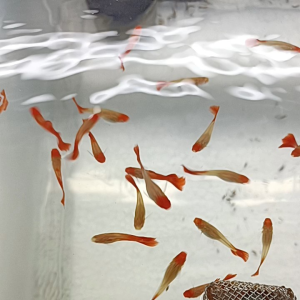 Albino koi 红运当头✔