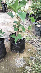 Bibit murben (arben)sudah berakarberdaun dan berbuah