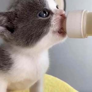 （5pcs）Nutrisi Haiwan Kambing Susu Makanan Anjing Makanan Kucing Dog Cat Goat Milk Powder 5g/bag Pet Nutrition Sheep Milk Dogs Food Cat Treats Susu Tepung Kucing