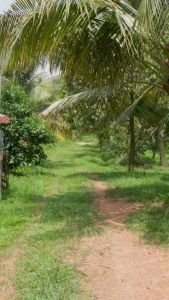 Coconut Toddy (1200ml)