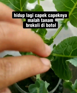 (KEMASAN PREMIUM) BIJI/BENIH BROKOLI MIX WARNA