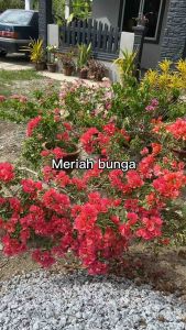 Baja Omigrow Organik Baja bunga Baja buah Baja Sayur baja ladang