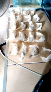 Menyediakan Sarang burung walet putih asli dari Gedung