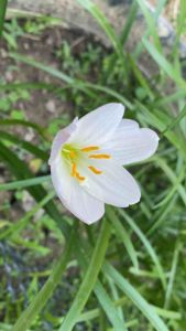 ว.หัวดอกบัวดิน White NK หัวละ 25 บาท