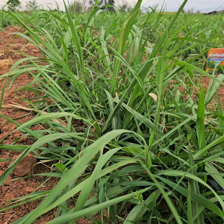 รัวทับอ้อย ยาฉีดหญ้าอ้อย กำจัดวัชพืช 3 พลัง