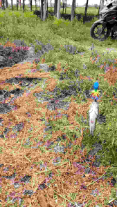 Alat Mancing Untuk Pemula: Jump Frog Geol Mini Lure & Casting Gabus Mini Rft