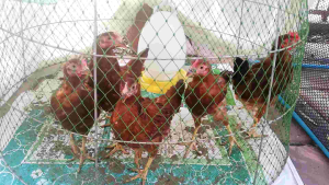 ไข่เชื้อไก่ไ่ข่ ไข่ลุ้้นเชื้อ3ฟองไลท์ชัชเชค 1ฟอง ไข่เชื้อโร้ดไอส์แลนด์เรด 2ฟอง ต่อกล่องในราคา 180บาท