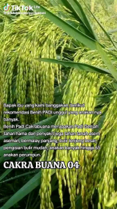 BENIH BIBIT INPARI MAPAN 05.KUALITAS UNGGUL SUPER GENJAH 1kg