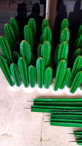 Kaktus Koboi: Mengenal Kaktus Ukuran Kecil & Tahan Lama